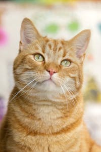 orange tabby cat