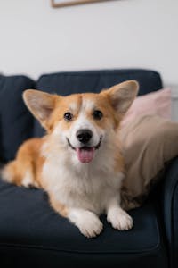 corgi dog breed